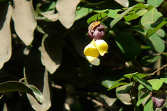 Gmelina philippensis